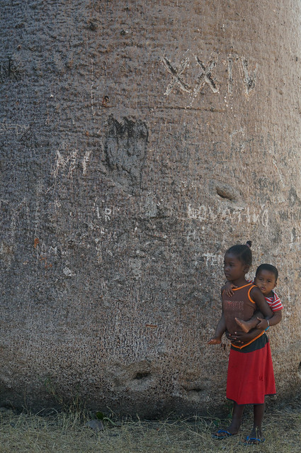 Baobabs