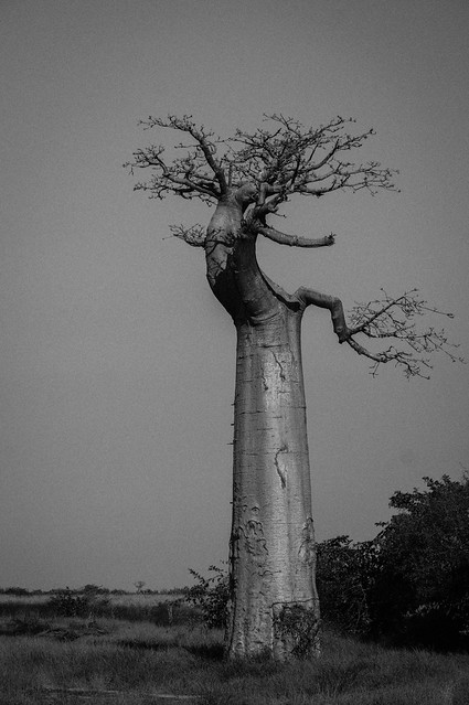 Baobabs