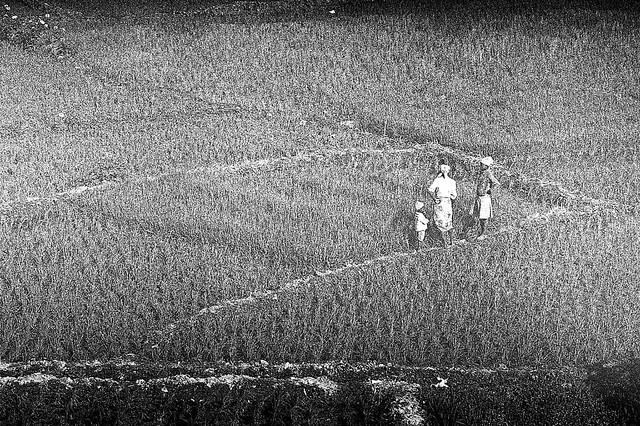 Rice Field