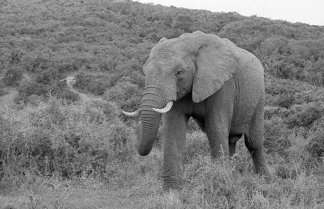 Bull Elephant