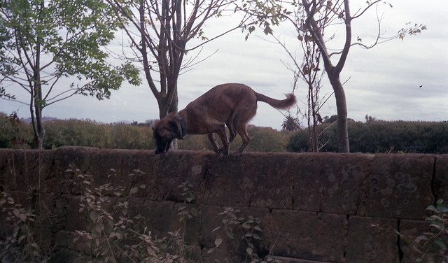 Jumping Dog