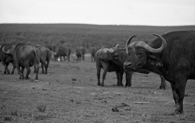 Buffalo