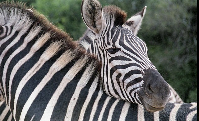 Zebra Hug