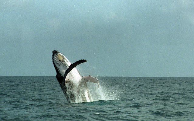 Breaching Whale
