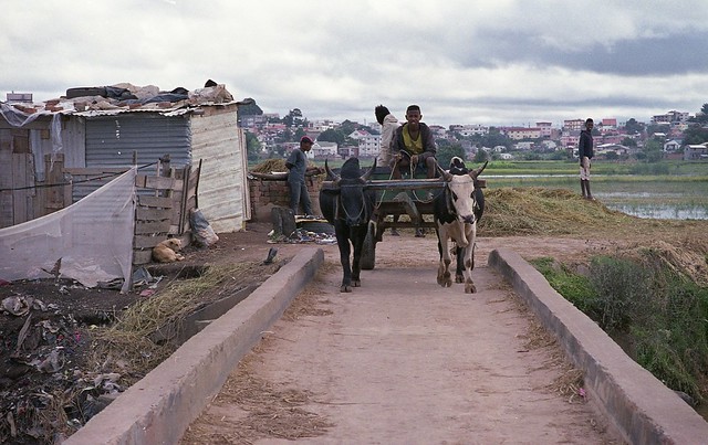Zebu Cart