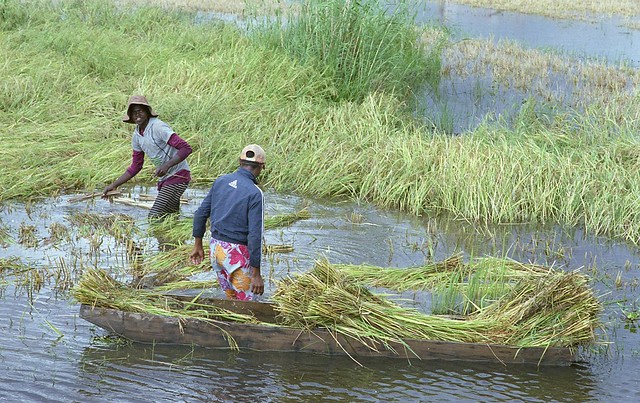 Boatload of Rice