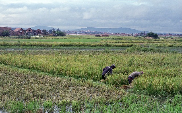Cutting the Rice