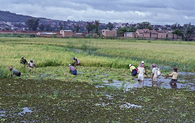 Cutting the Rice