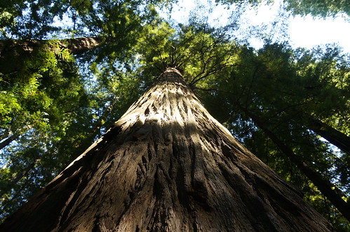 Avenue of the Giants