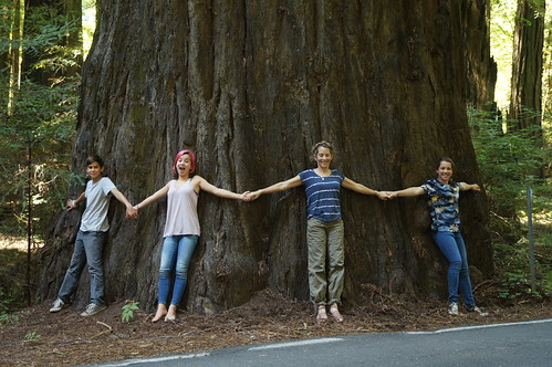 Avenue of the Giants