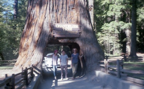 Giant Redwood