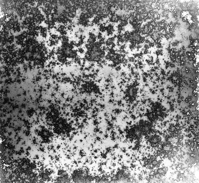 Found Film: Tri-X Pan with Fungus
