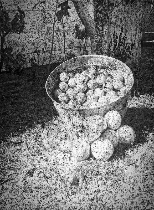 Found Film: Tri-X Pan with Fungus