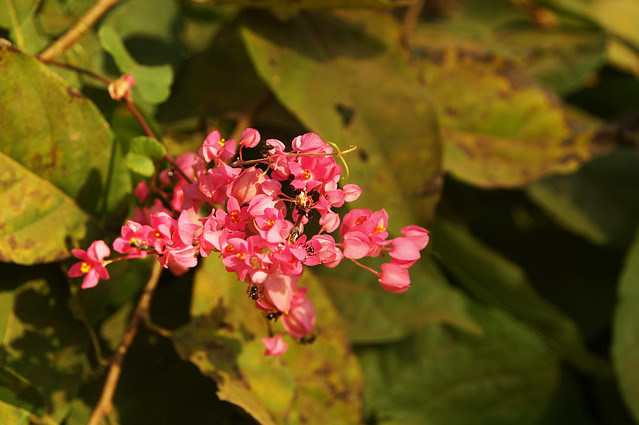 Pink Flowers