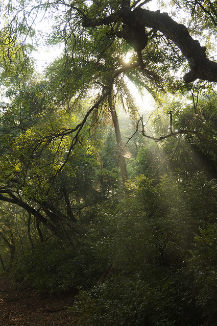Sunbeams