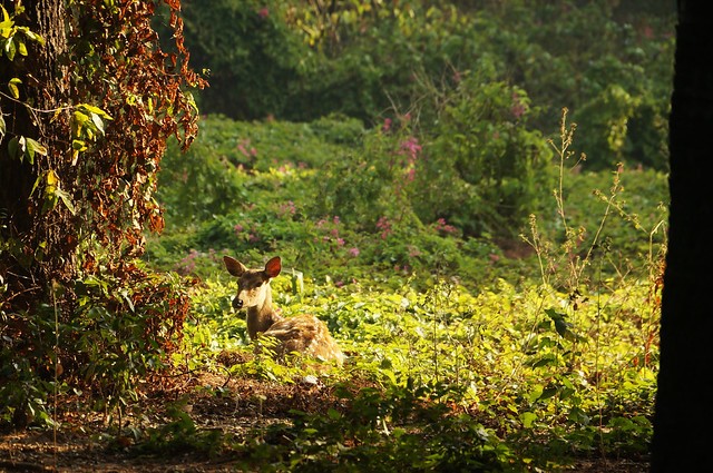 Chital Doe Resting