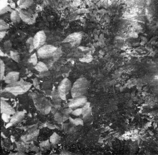 Found Film: Fishing Hole