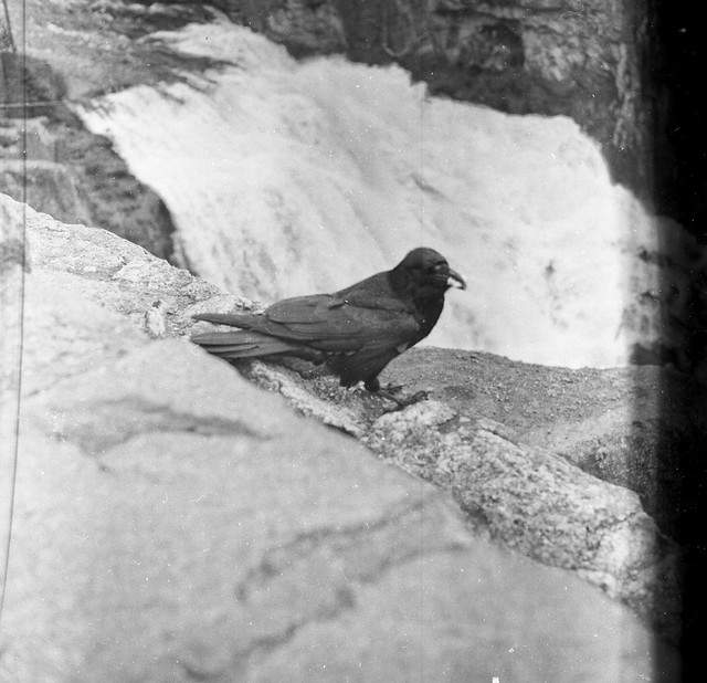 Found Film:  Yellowstone National Park