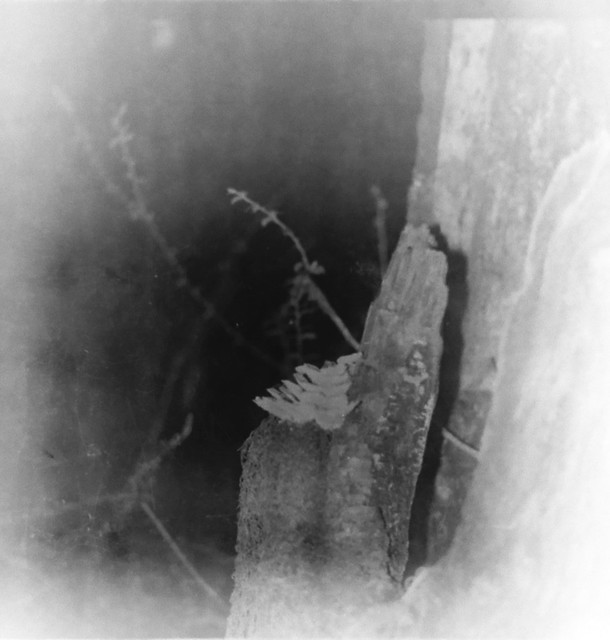 Found Film: Yellowstone Trip Extras