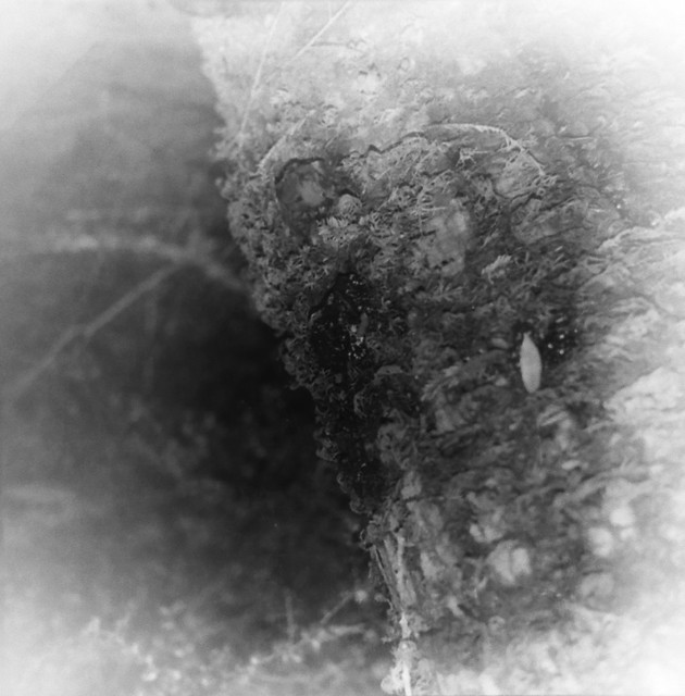 Found Film: Yellowstone Trip Extras