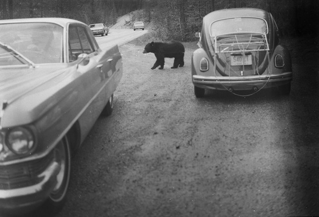 Found Film:  Yellowstone National Park
