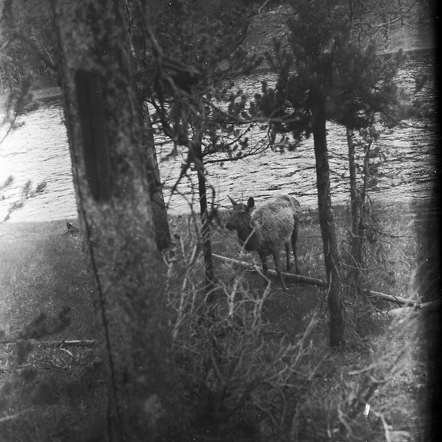 Found Film:  Yellowstone National Park