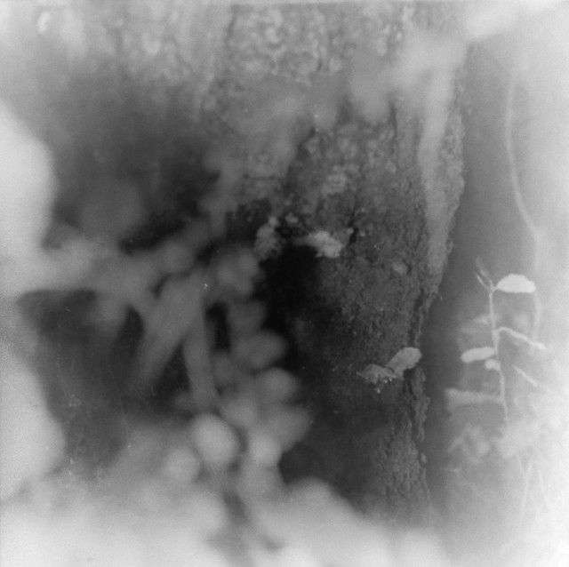 Found Film: Yellowstone Trip Extras