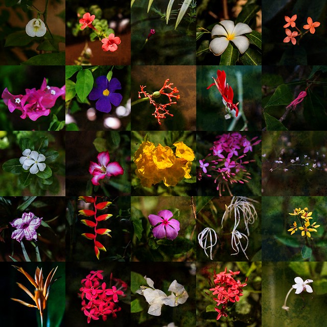 Flower Collage texture 1