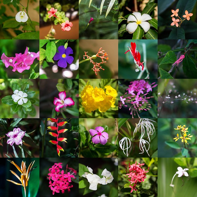 Flower Collage sunglow