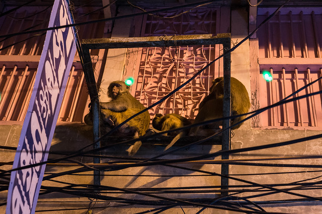 Red Macaques