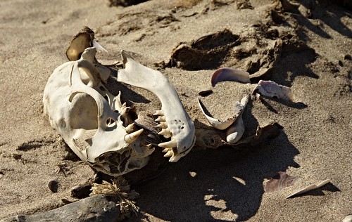 Skeleton Coast
