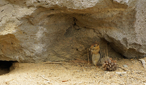 Chipmunk