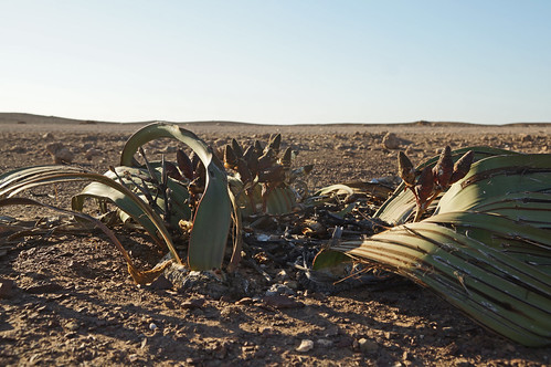 Welwitschia